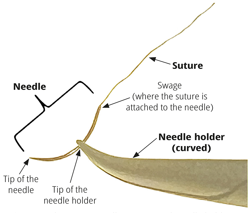 A diagrammatic representation of suturing