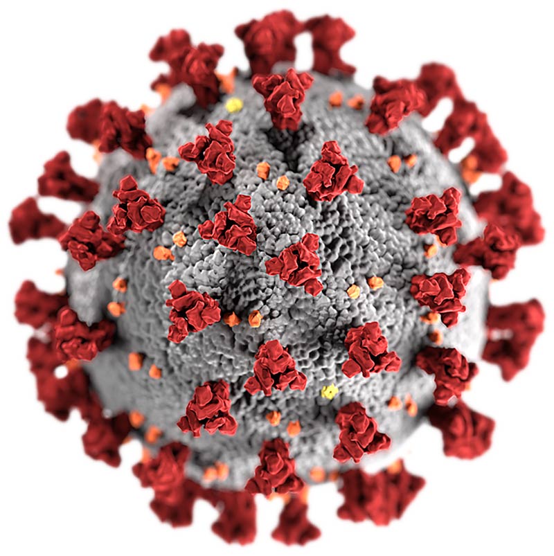 3-D image (artistic rather than electron microscope photograph) of what the coronavirus looks like