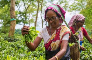 Two ladies wearing spectacles picking tea on a plantation in India