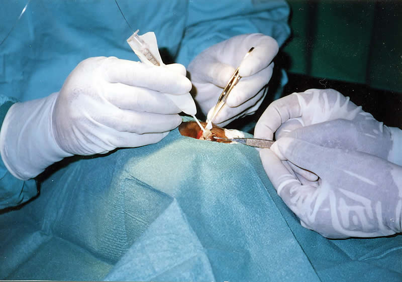 Médical Infirmière Ciseaux Opération Dissection de Chirurgicaux